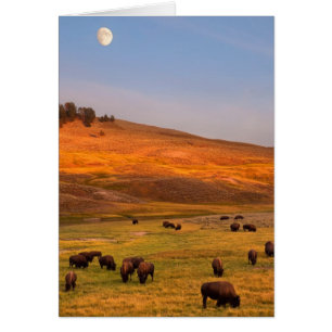 Bison Grazing on Hill im Hayden Valley