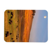 Bison Grazing on Hill im Hayden Valley Magnet (Horizontal)