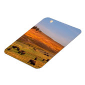 Bison Grazing on Hill im Hayden Valley Magnet (Linke Seite)