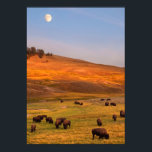 Bison Grazing on Hill im Hayden Valley Poster<br><div class="desc">Bison Weideland auf Hügel im Hayden Valley</div>
