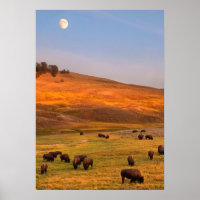 Bison Grazing on Hill im Hayden Valley