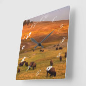 Bison Grazing on Hill im Hayden Valley Quadratische Wanduhr (Winkel)