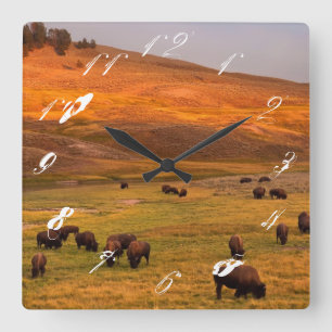 Bison Grazing on Hill im Hayden Valley Quadratische Wanduhr