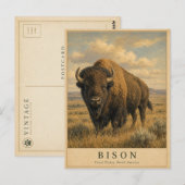 Bison Great Plains VINTAGE Postkarte (Vorne/Hinten)