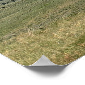 Bison Herd, Custer Staat Park, South Dakota Poster (Ecke)