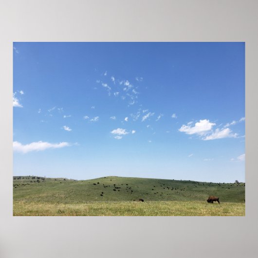 Bison Herd, Custer Staat Park, South Dakota Poster (Vorne)