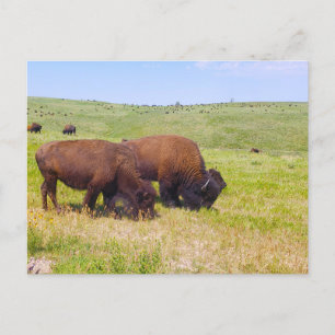 Bison Herd, Custer Staat Park, South Dakota Postkarte