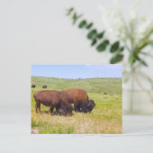 Bison Herd, Custer Staat Park, South Dakota Postkarte (Stehend Vorderseite)