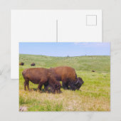 Bison Herd, Custer Staat Park, South Dakota Postkarte (Vorne/Hinten)