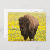Bison im Gelb Postkarte (Vorne/Hinten)