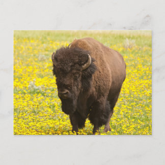Bison im Gelb Postkarte