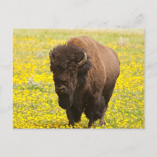 Bison im Gelb Postkarte (Vorderseite)