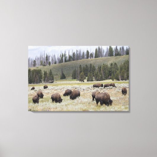 Bison im Hayden-Tal des Yellowstone Leinwanddruck (Vorderseite)