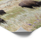 Bison im Hayden-Tal des Yellowstone Poster (Ecke)