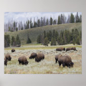 Bison im Hayden-Tal des Yellowstone Poster (Vorne)