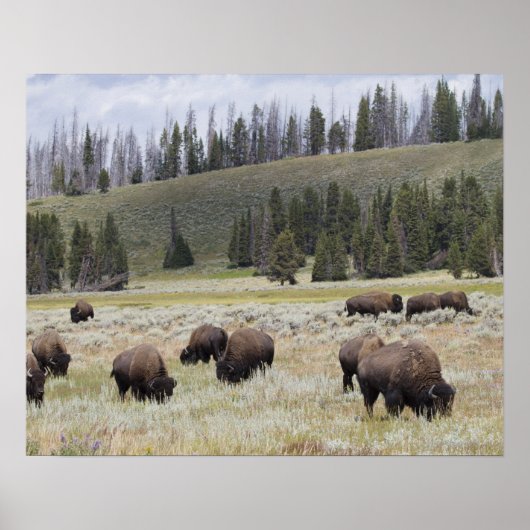 Bison im Hayden-Tal des Yellowstone Poster (Vorne)