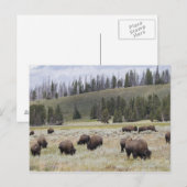 Bison im Hayden-Tal des Yellowstone Postkarte (Vorne/Hinten)