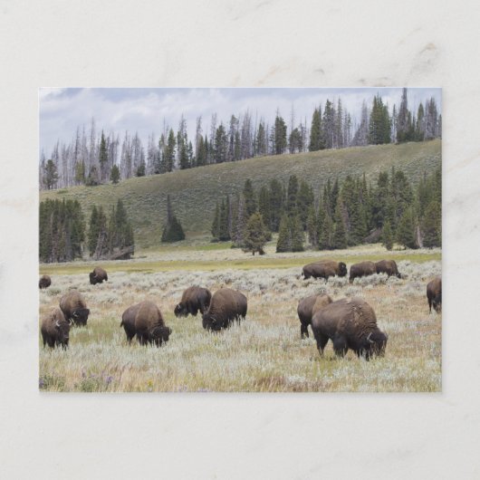 Bison im Hayden-Tal des Yellowstone Postkarte (Vorderseite)