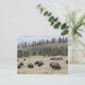 Bison im Hayden-Tal des Yellowstone Postkarte (Stehend Vorderseite)
