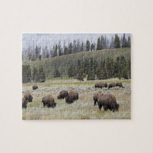 Bison im Hayden-Tal des Yellowstone Puzzle