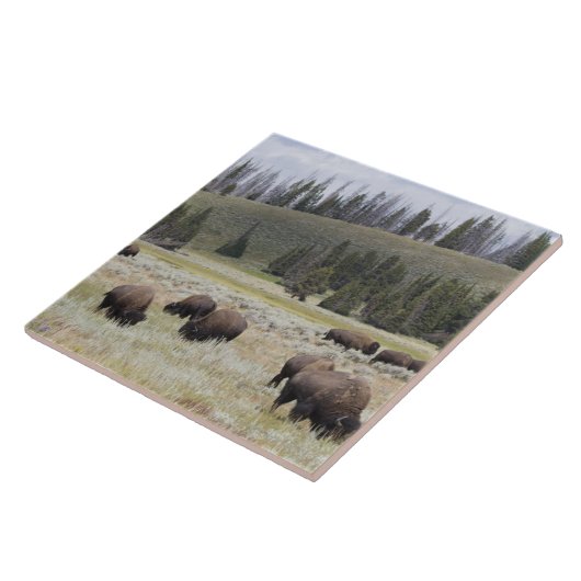Bison im Hayden Tal von Yellowstone Fliese (Seite)