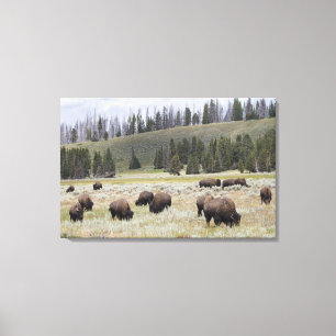 Bison im Hayden Tal von Yellowstone Leinwanddruck