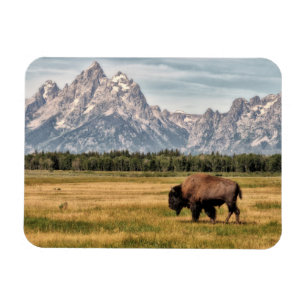 Bison im Tetons Magnet