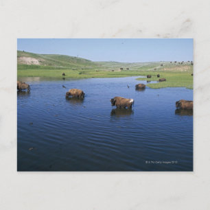 Bison im Wasser mit vielen Klippen Schluchten Postkarte
