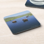 Bison im Wasser mit zahlreichen Klippen-Schwalben Untersetzer (Linke Seite)