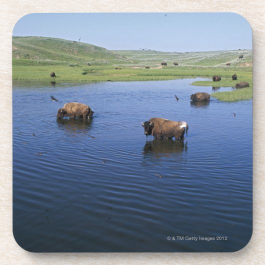 Bison im Wasser mit zahlreichen Klippen-Schwalben Untersetzer (Vorderseite)