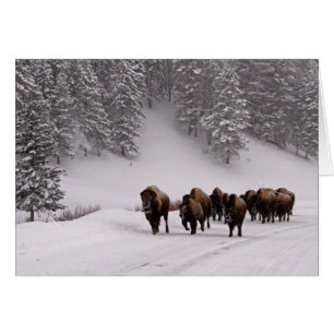 Bison im Winter