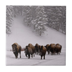 Bison im Winter Fliese