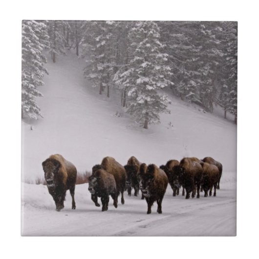 Bison im Winter Fliese (Vorderseite)