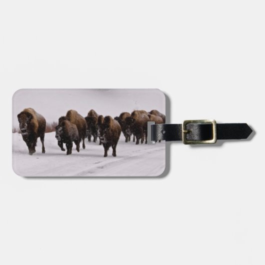 Bison im Winter Gepäckanhänger (Vorderseite horizontal)