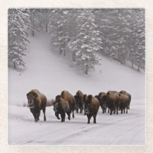 Bison im Winter Glasuntersetzer