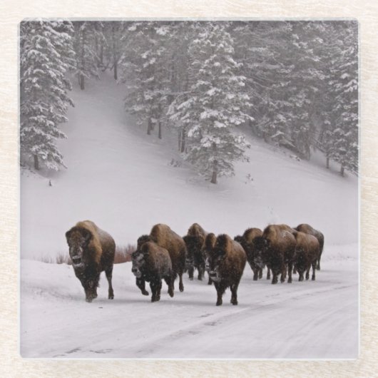 Bison im Winter Glasuntersetzer (Vorderseite)
