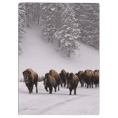 Bison im Winter Klemmbrett (Rückseite)