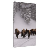 Bison im Winter Klemmbrett (Rechts)