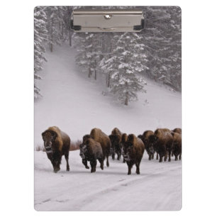 Bison im Winter Klemmbrett