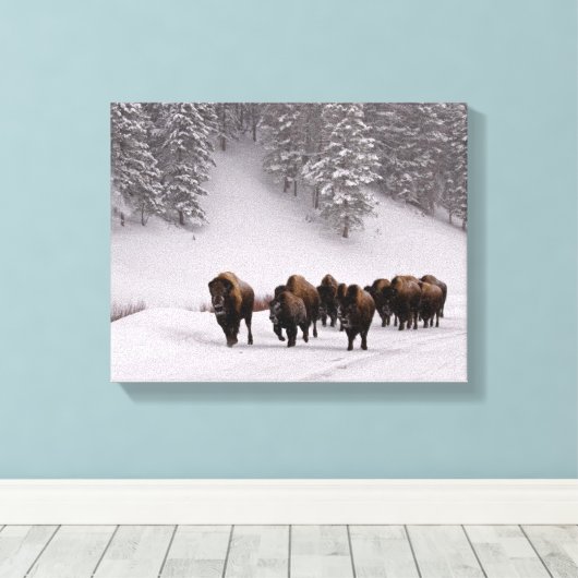 Bison im Winter Leinwanddruck (Insitu (Holzboden))