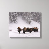 Bison im Winter Leinwanddruck (Vorderseite)