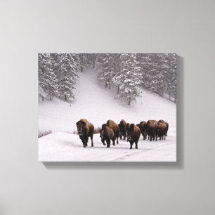 Bison im Winter Leinwanddruck
