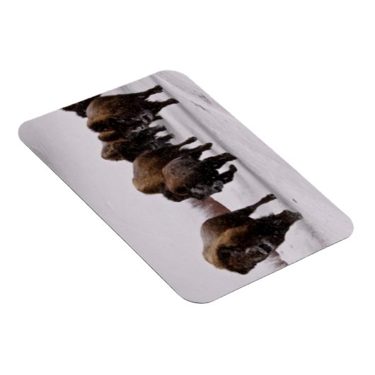 Bison im Winter Magnet (Rechte Seite)