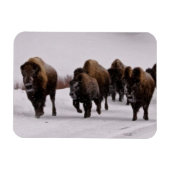 Bison im Winter Magnet (Horizontal)