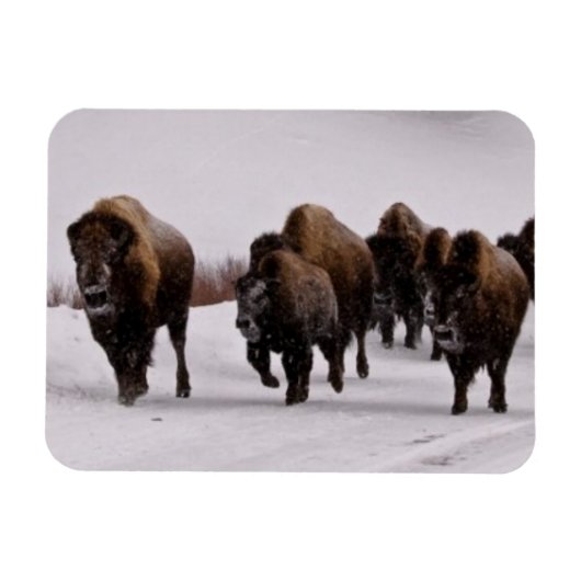 Bison im Winter Magnet (Horizontal)