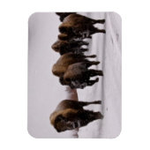 Bison im Winter Magnet (Vertikal)