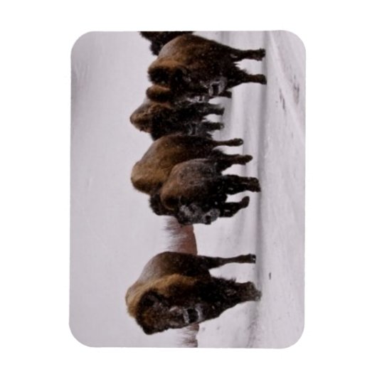 Bison im Winter Magnet (Vertikal)
