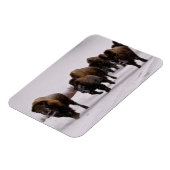 Bison im Winter Magnet (Linke Seite)