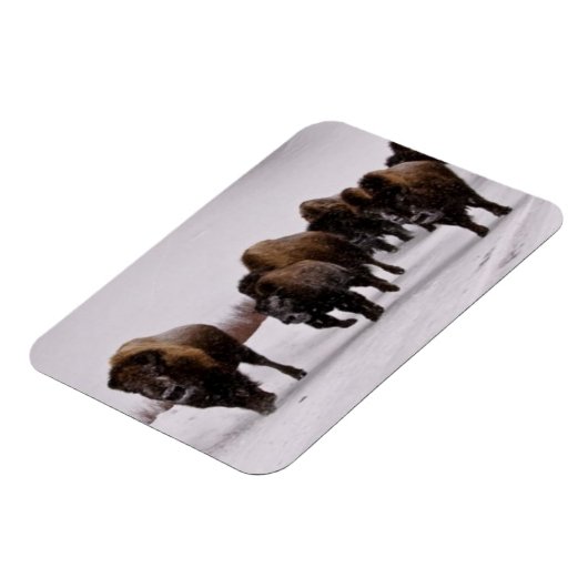 Bison im Winter Magnet (Linke Seite)