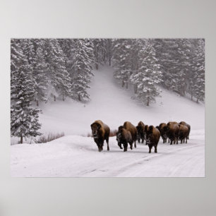 Bison im Winter Poster